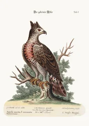 A koronás sas, 1749-73